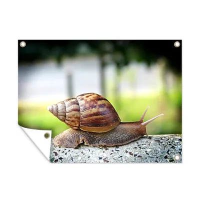 Obrázok produktu pre MuchoWow® Vonkajší plagát - Záhradná dekorácia ochrana súkromia - Záhradné plagáty pre záhradu - Slimák na kameni - 120x160x0.2cm