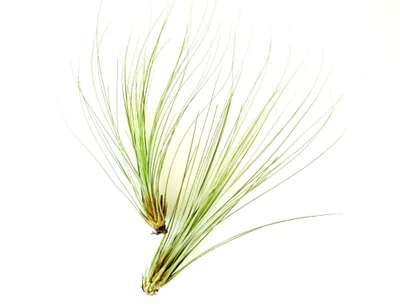 Obrázek produktu pro Gardners Tillandsia juncea