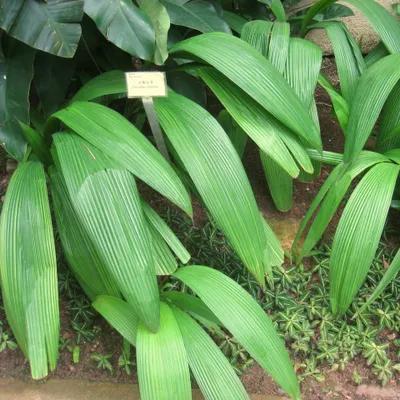 Obrázek produktu pro Lamba (Curculigo latifolia) – 10 semen