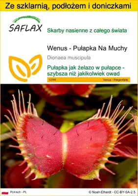 Zdjęcie produktu dla SAFLAX - Zestaw do uprawy - Wenus - Pułapka Na Muchy - 10 Nasiona - Z mini szklarnią, podłożem uprawowym i 2 doniczkami - Dionaea muscipula