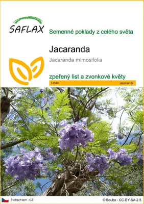 Obrázek produktu pro SAFLAX - jacaranda - Jacaranda mimosifolia - 50 Semena