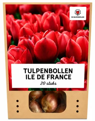 Productafbeelding van Tulpenbollen 'Ile de France' | 20 Stuks | Dieprode Tulp - 30-50cm - Ø5cm - Bloembol - Tuinplant