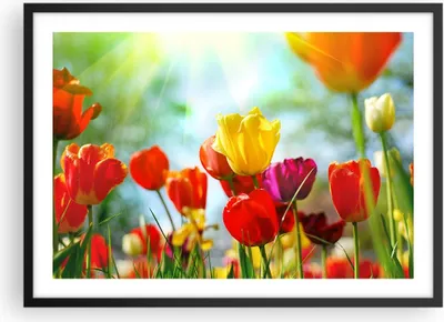 Produktbild von Gerahmtes Poster - Schwarzer Rahmen - Tulpe Blume Plantage Wiese - 70x50 cm - Wand Bild - Wanddeko - Wandbilder - Wandposter - Bilderrahmen - Bilder - Kunstdruck - Wandbild - P2BAA70x50-2566
