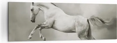 Produktbild von Bild auf Leinwand - Leinwandbild - Pferd Tier - 160x50cm - Wand Bild - Wanddeko - Wandbilder - Leinwanddruck - Bilder - Kunstdruck - Wanddekoration - Leinwand bilder - Wandkunst - AB160x50-3542