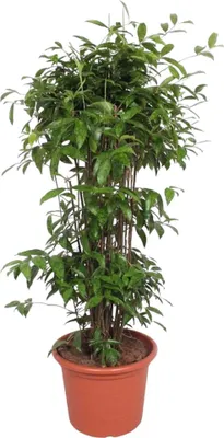 Zdjęcie produktu dla Bambusowe drzewo smocze - Dracaena Surculosa - 240 cm - ø50cm