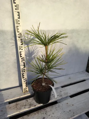 Produktbild von Sciadopitys verticillata 'Carstens' 50–70 cm Japanische Schirmtanne immergrün veredelt