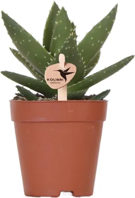 Produktbild von Kolibri Greens | Grünpflanze - Sukkulente Aloe Brevifolia - Topfgröße Ø9Cm - Grüne Zimmerpflanze - Frisch vom Züchter