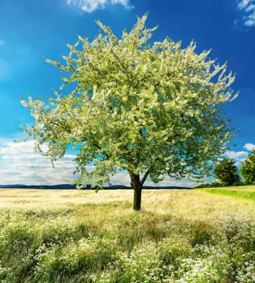 Produktbild von Fototapete - Blossom Tree 225x250cm - Vliestapete