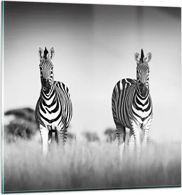 Produktbild von Bilder auf glas - Einteilig - Zebras Fotografie Schwarzweiß - 70x70cm - Glasbilder - Wandbilder - Bilder - Wanddekoration aus Glas - Glas Bilder - Wandbild auf Glas - GAC70x70-4476