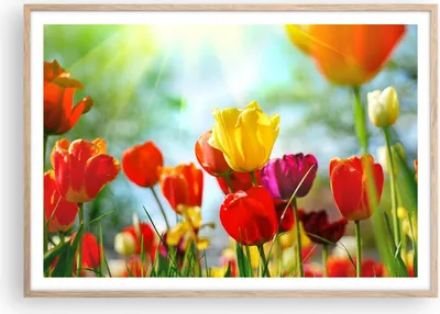 Produktbild von Gerahmtes Poster - Rahmen in heller Eiche - Tulpe Blume Plantage Wiese - 100x70 cm - Wand Bild - Wanddeko - Wandbilder - Wandposter - Bilderrahmen - Bilder - Kunstdruck - Wandbild - P2NAA100x70-2566