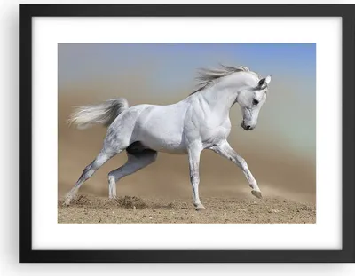 Produktbild von Gerahmtes Poster - Schwarzer Rahmen - Pferd weiß Tier - 40x30 cm - Wand Bild - Wanddeko - Wandbilder - Kunstposter - Wandposter - Bilderrahmen - Bilder - Kunstdruck - Wandbild - P2BAA40x30-0167