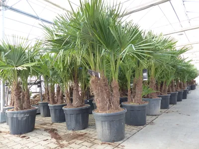 Produktbild von Trachycarpus Fortunei Gruppe mehrstämmig Palme, winterhart 220 - 260 cm Palmengruppe 3 - 5 Stämme