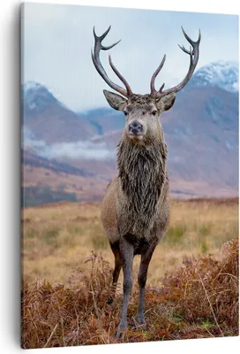 Produktbild von Bild auf Leinwand - Leinwandbild - Einteilig - Hirsch Hirsch Schottland - 50x70cm - Wand Bild - Wanddeko - Wandbilder - Leinwanddruck - Wanddekoration - Leinwand bilder - Wandbild - PA50x70-5185