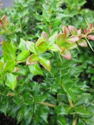 Produktbild von Berberis verruculosa - immergrüne Warzige Berberitze 20-25cm