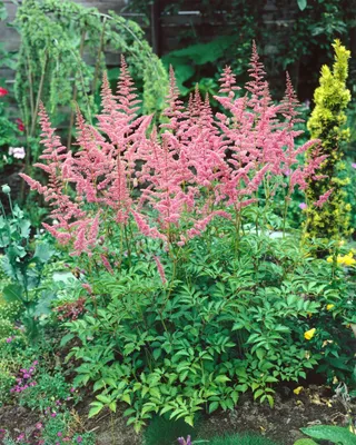 Produktbild von Astilbe x arendsii 'Bressingham Beauty', rosa Blüten, ca. 9x9 cm Topf