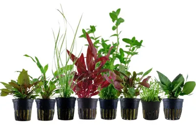 Produktbild von Pflanzen Set für 60l Aquarien mit 8 Topf Aquarium Wasserpflanzen AquaOne Nr.136