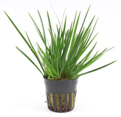 Productafbeelding van Moerings Acorus gramineus pussilus | Dwergkalmoes | In 5 cm pot