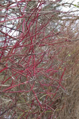 Produktbild von Cornus alba 'Sibirica', Hartriegel, leuchtend rot, 60–100 cm
