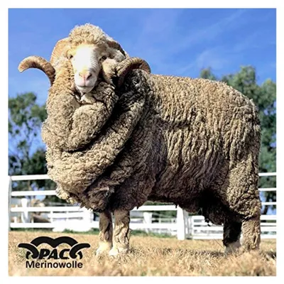 Produktbild von Merino Winter-Schal für Uni