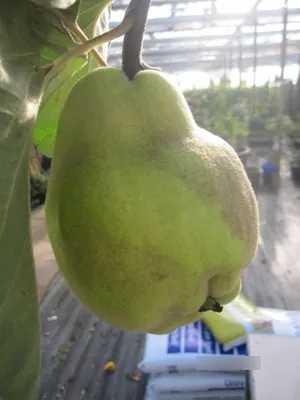 Produktbild von Chaenomeles japonica Reas Mammoth - Japanische Zierquitte Reas Mammoth 125-150cm