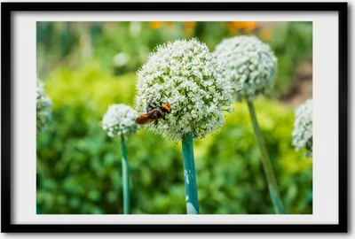 Produktbild von Bild 60x40 MDF-Rahmen, Wandkunst Blume Knoblauch