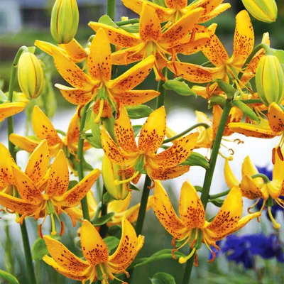Immagine prodotto di Gigli Bulbi Bulbi Fiori Giglio a cappuccio Guinea Oro 1 pz.