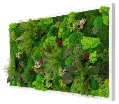 Produktbild von Moosbild Dschungel Design (110x55, weiß)
