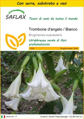 Immagine prodotto di SAFLAX Insieme di coltivazione - Trombone d'angelo / Bianco - 10 semi - Brugmansia