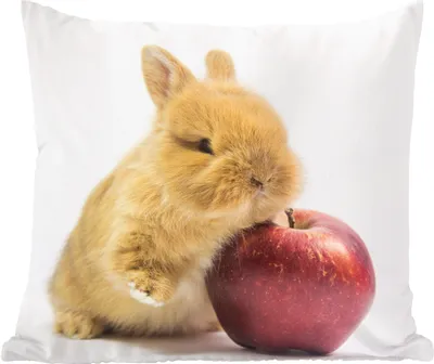 Produktbild von MuchoWow® Zierkissen Sofakissen Wohnzimmer Dekokissen 50x50 cm Kaninchen - Baby - Apfel - Komfort - Sofakissen
