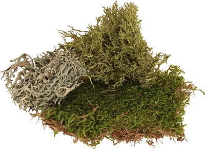 Produktbild von Deko Moos – echtes Grün Moos & Flechte für Gestecke Kränze Naturdeko 250g