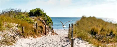 Produktbild von Wallario Poster - Möwe über der Düne, Kunstdruck Größe: 50 x 125 cm