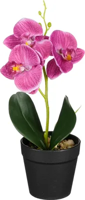 Produktbild von Phalaenopsis im Topf violett 25cm ORCHIDEE