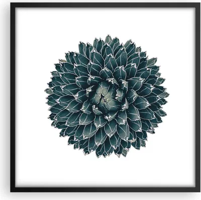 Produktbild von Gerahmtes Poster - Schwarzer Rahmen - Agave Königin Victoria - 50x50 cm - Wand Bild - Wanddeko - Wandbilder - Kunstposter - Wandposter - Bilderrahmen - Bilder - Kunstdruck - Wandbild - P2BAC50x50-4129