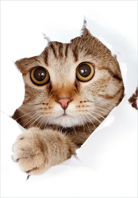Produktbild von Wallario Poster - Katze mit Blick nach vorn, Kunstdruck Größe: 70 x 100 cm