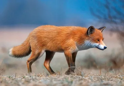 Produktbild von 3 D Ansichtskarte Fuchs, Postkarte Wackelkarte Hologrammkarte Tiere Tier Füchse