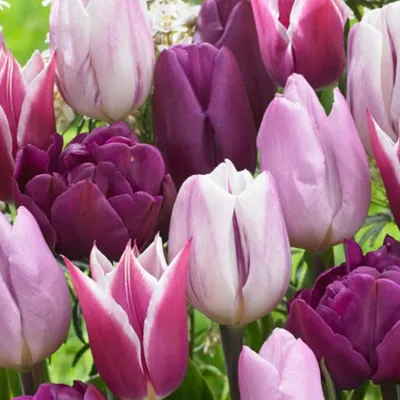 Produktbild von Tulpenzwiebeln Winterhart Mehrjährig - Blue & Violet Kollektion - 20 Blumenzwiebeln - Pflanzen aus Holland - Tulpenzwiebeln für Garten, Töpfe und Balkon (große Knollen, kein Samen, nicht künstlich)