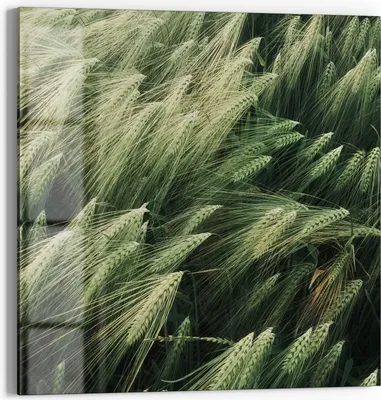 Produktbild von DEQORI Magnettafel Glas 30x30 cm 'Getreidefeldidylle' beschreibbar Whiteboard Küche