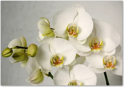 Produktbild von Tulup® Leinwandbild - 100x70 cm - Wandkunst - Drucke auf Leinwand - Leinwanddruck  - Blumen & Pflanzen - Weiß - Weiße Orchidee