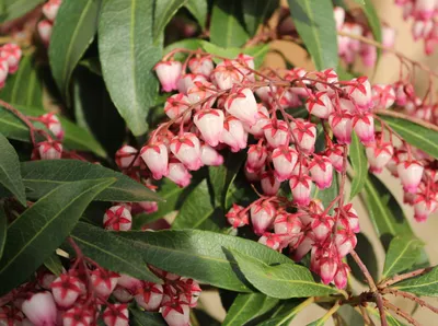 Obrázok produktu pre Vres levanduľový Schattenglöckchen 'Pieris japonica Valley Rose' 20 - 25 cm