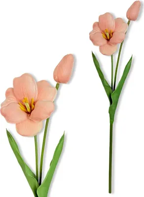 Produktbild von Zweig - Kaffeeschaum-Tulpe 53 cm