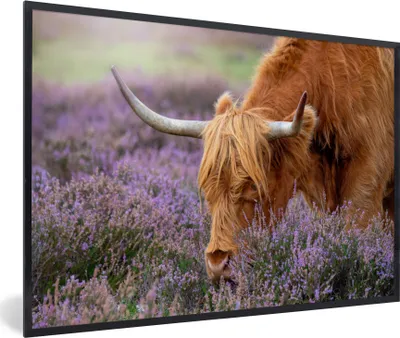 Produktbild von MuchoWow® Gerahmtes Poster Schottische Highlander - Tiere - Heide 30x20 cm - Poster mit Schwarzem Bilderrahmen Wandposter Rahmen Foto Bilder - Kunstdruck - Bild-Poster