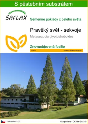 Obrázek produktu pro SAFLAX - Pravěký svět - sekvoje - Metasequoia glyptostroboides - 60 Semena - S pěstebním substrátem bez klíčků