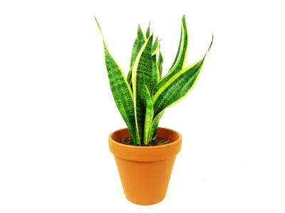 Obrázok produktu pre Gardners Sansevieria trifasciata Laurentii, priemer 17 cm