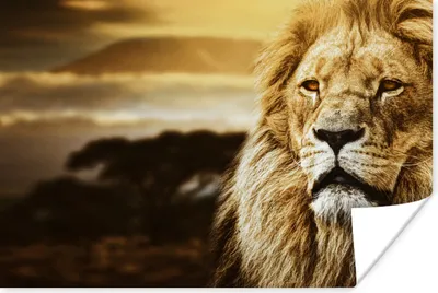 Produktbild von MuchoWow® Poster Wildes Tier - Sonnenuntergang - Afrika 90x60 cm - Schlafzimmer