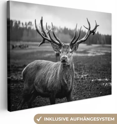 Obrázek produktu pro OneMillionCanvasses® - Plátna - Zvířata - Jelen - Parohy - Černá a bílá - Příroda, Nástěnné umění, Nástěnné dekorace Obývací pokoj, 120x90cm