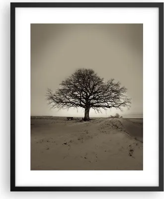 Produktbild von Gerahmtes Poster - Schwarzer Rahmen - Baum Schnee Sepia - 40x50 cm - Wand Bild - Wanddeko - Wandbilder - Kunstposter - Wandposter - Bilderrahmen - Bilder - Kunstdruck - Wandbild - P2BPA40x50-4161