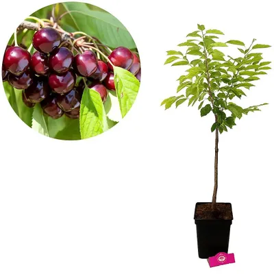 Immagine prodotto di Ciliegio Prunus avium 'Bigarreau Burlat', vaso da 5 litri