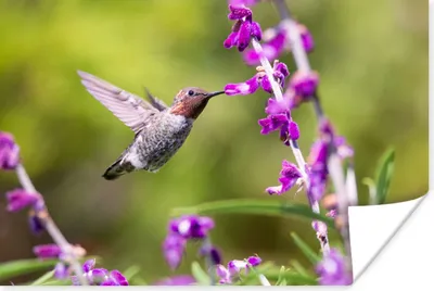 Produktbild von MuchoWow® Poster Kolibri - Vogel - Natur 120x80 cm - Bilder