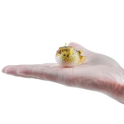 Produktbild von Toymany ML00458 Kugelfisch 5,4 cm Wasserwelt
