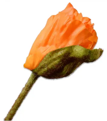 Produktbild von Silk-ka Seidenblume Mohn Knospe Orange (74cm)